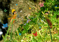 Papillons color&eacute;s dans un jardin fleuri